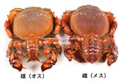 アサヒガニ,オスとメス,雄と雌,spanner crab,Ranina ranina