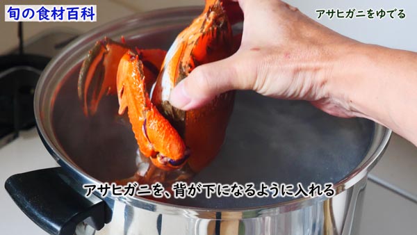 アサヒガニ,spanner crab,Ranina ranina