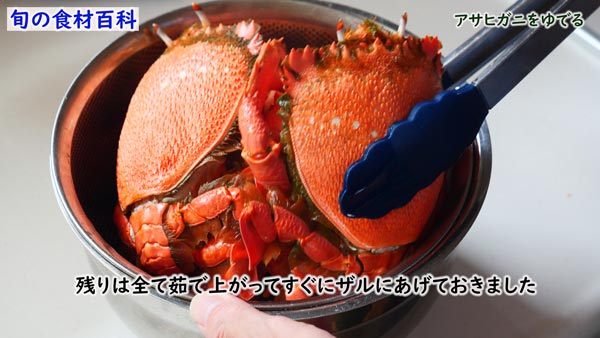 アサヒガニ,spanner crab,Ranina ranina