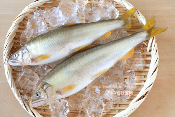 子持ち鮎,アユ,鮎,あゆ,香魚