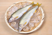 子持ち鮎,アユ,鮎,あゆ,香魚