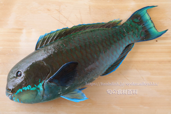 ナンヨウブダイ ゲンナー Chlorurus microrhinos ナンヨウブダイ ゲンナー Chlorurus microrhinos