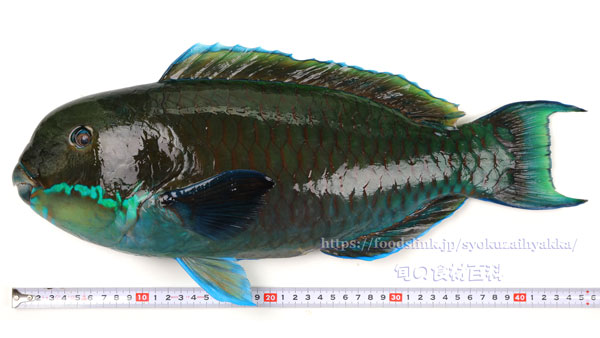 ナンヨウブダイ ゲンナー Chlorurus microrhinos ナンヨウブダイ ゲンナー Chlorurus microrhinos