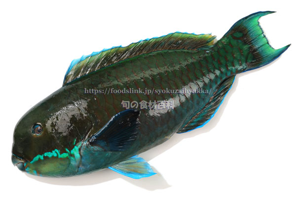 ナンヨウブダイ ゲンナー Chlorurus microrhinos ナンヨウブダイ ゲンナー Chlorurus microrhinos