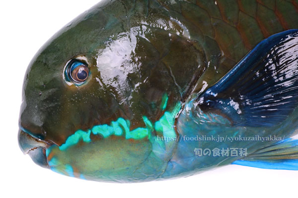 ナンヨウブダイ ゲンナー Chlorurus microrhinos ナンヨウブダイ ゲンナー Chlorurus microrhinos