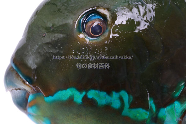 ナンヨウブダイ ゲンナー Chlorurus microrhinos ナンヨウブダイ ゲンナー Chlorurus microrhinos