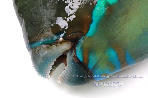 ナンヨウブダイ ゲンナー Chlorurus microrhinos ナンヨウブダイ ゲンナー Chlorurus microrhinos