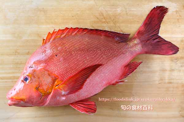 ヒメフエダイ,Lutjanus gibbus,ミミジャー,Humpback red snapper