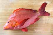 ヒメフエダイ,Lutjanus gibbus,ミミジャー,Humpback red snapper