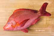 ヒメフエダイ,Lutjanus gibbus,ミミジャー,Humpback red snapper