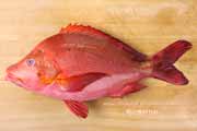 ヒメフエダイ,Lutjanus gibbus,ミミジャー,Humpback red snapper