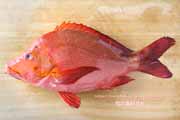 ヒメフエダイ,Lutjanus gibbus,ミミジャー,Humpback red snapper