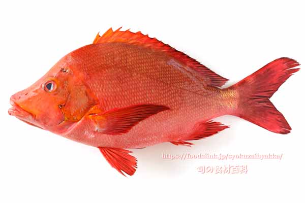 ヒメフエダイ,Lutjanus gibbus,ミミジャー,Humpback red snapper