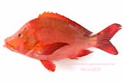 ヒメフエダイ,Lutjanus gibbus,ミミジャー,Humpback red snapper