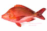 ヒメフエダイ,Lutjanus gibbus,ミミジャー,Humpback red snapper