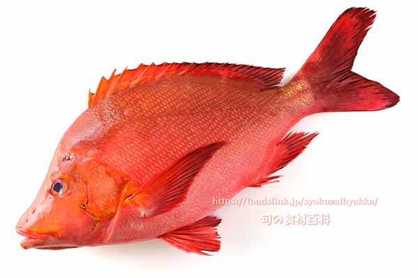 ヒメフエダイ,Lutjanus gibbus,ミミジャー,Humpback red snapper