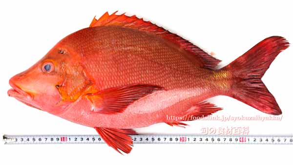 ヒメフエダイ,Lutjanus gibbus,ミミジャー,Humpback red snapper