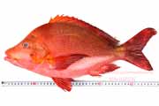 ヒメフエダイ,Lutjanus gibbus,ミミジャー,Humpback red snapper