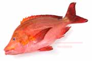 ヒメフエダイ ヒメフエダイ,Lutjanus gibbus,ミミジャー,Humpback red snapper