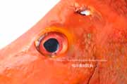 ヒメフエダイ,Lutjanus gibbus,ミミジャー,Humpback red snapper