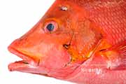 ヒメフエダイ,Lutjanus gibbus,ミミジャー,Humpback red snapper