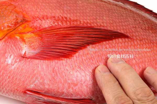 ヒメフエダイ,Lutjanus gibbus,ミミジャー,Humpback red snapper