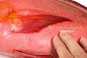 ヒメフエダイ ヒメフエダイ,Lutjanus gibbus,ミミジャー,Humpback red snapper