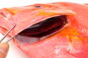 ヒメフエダイ ヒメフエダイ,Lutjanus gibbus,ミミジャー,Humpback red snapper