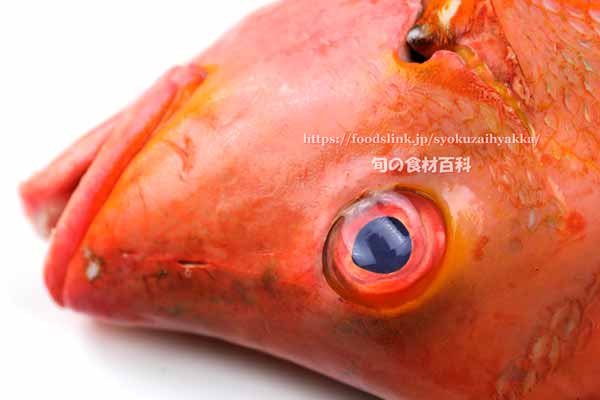 ヒメフエダイ,Lutjanus gibbus,ミミジャー,Humpback red snapper