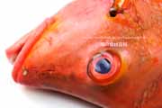 ヒメフエダイ ヒメフエダイ,Lutjanus gibbus,ミミジャー,Humpback red snapper