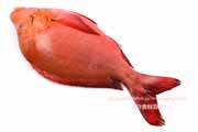 ヒメフエダイ ヒメフエダイ,Lutjanus gibbus,ミミジャー,Humpback red snapper