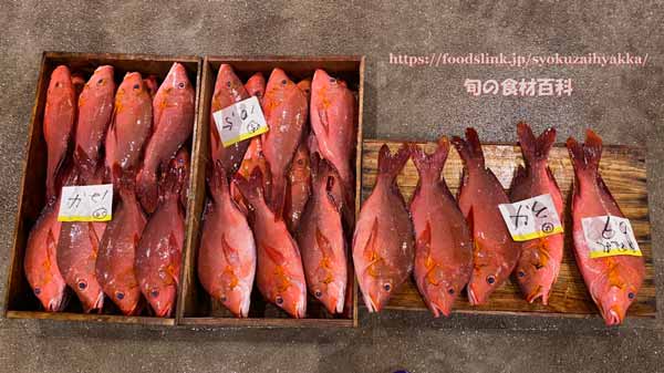 ヒメフエダイ,Lutjanus gibbus,ミミジャー,Humpback red snapper