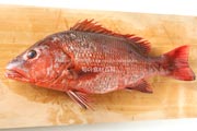 ゴマフエダイ,カースビ,アカシビ,Mangrove red snapper