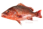 ゴマフエダイ,カースビ,アカシビ,Mangrove red snapper