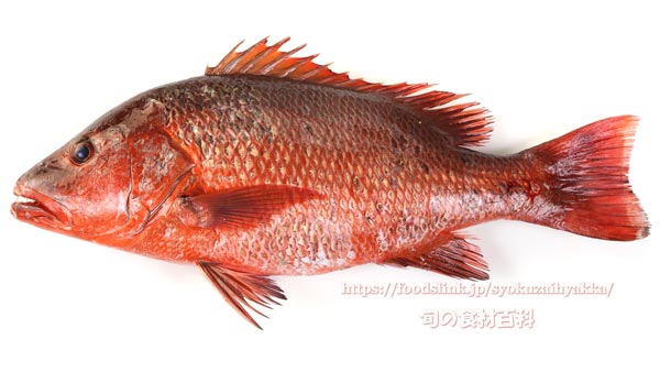 ゴマフエダイ,Mangrove red snapper