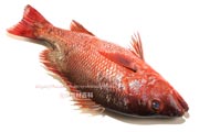 ゴマフエダイ,カースビ,アカシビ,Mangrove red snapper