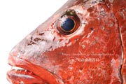 ゴマフエダイ,カースビ,アカシビ,Mangrove red snapper