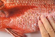 ゴマフエダイ,カースビ,アカシビ,Mangrove red snapper