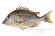 フエフキダイ（笛吹鯛）Lethrinus haematopterus