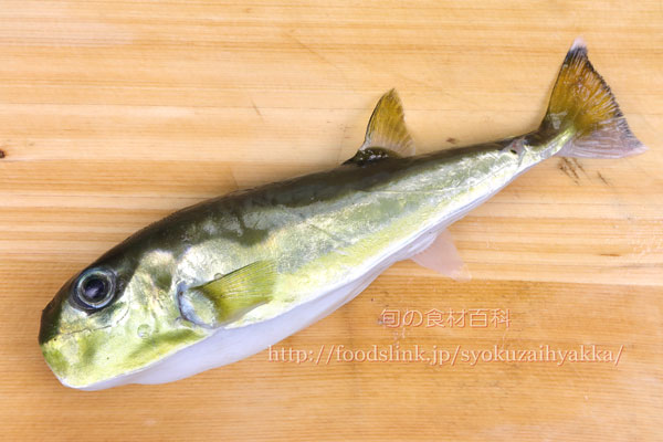 シロサバフグ/白鯖河豚/しろさばふぐの