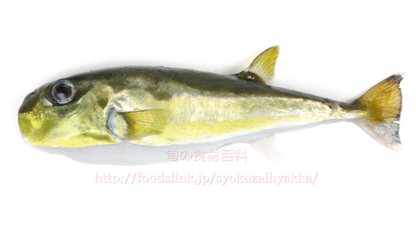シロサバフグ/白鯖河豚/しろさばふぐの