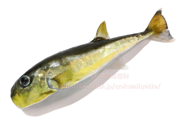 シロサバフグ/白鯖河豚/しろさばふぐの