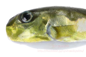 シロサバフグ/白鯖河豚/しろさばふぐの