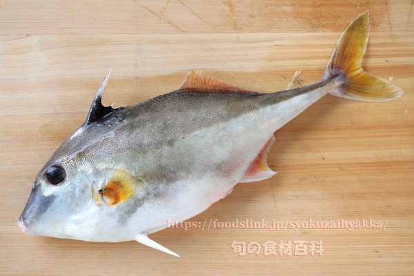 ギマ - Triacanthus biaculeatus - ギマ - Triacanthus biaculeatus -