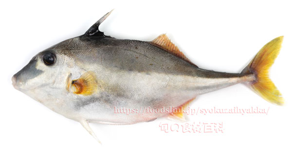 ギマ - Triacanthus biaculeatus - ギマ - Triacanthus biaculeatus -