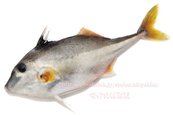 ギマ - Triacanthus biaculeatus - ギマ - Triacanthus biaculeatus -