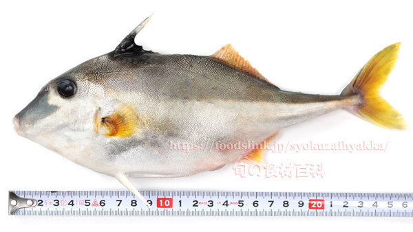 ギマ - Triacanthus biaculeatus - ギマ - Triacanthus biaculeatus -