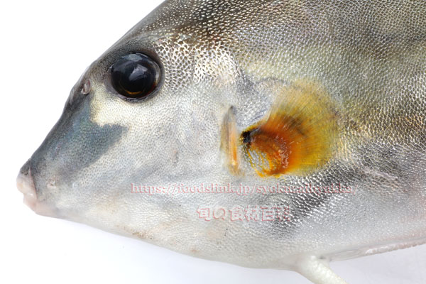 ギマ - Triacanthus biaculeatus - ギマ - Triacanthus biaculeatus -