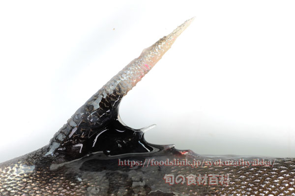 ギマ - Triacanthus biaculeatus - ギマ - Triacanthus biaculeatus -