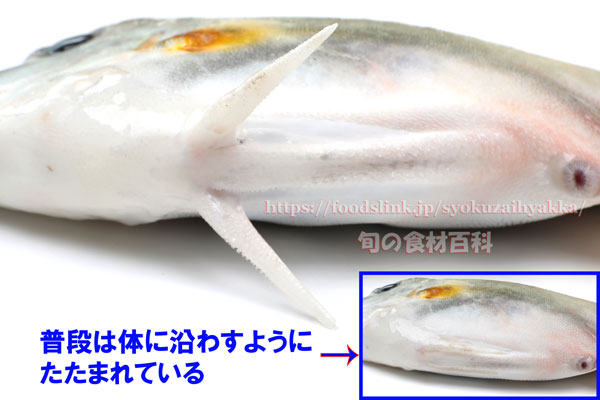 ギマ - Triacanthus biaculeatus -